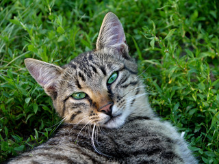 The cat is resting on the grass. Pleased facial expression.