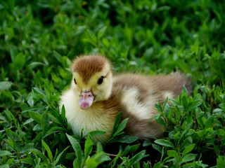 Little fluffy beautiful duckling on a background of green grass.