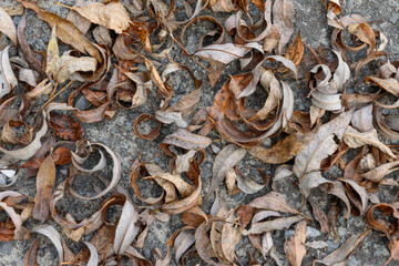 Dry autumn leaves on the ground-background texture image