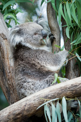 Wild koala, eating eucalyptus leaves whilst perched in a tree.