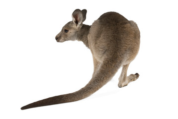 Eastern Grey joey kangaroo isolated on white background. - obrazy, fototapety, plakaty