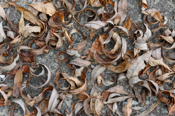 Dry autumn leaves on the ground-background texture image