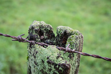 Stacheldraht und Holzpflock