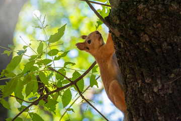 Red squirrel carries in its teeth its cub