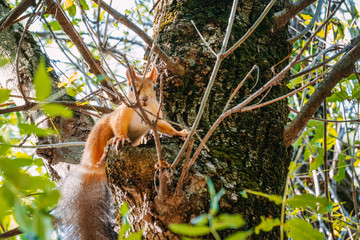 Red squirrel carries in its teeth its cub