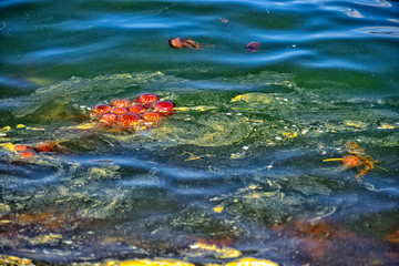 【神奈川】横須賀　うみかぜ公園周辺にいた赤クラゲ