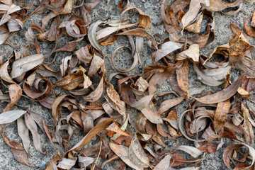 Dry autumn leaves on the ground-background texture image