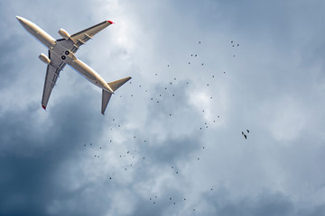 Airplane and birds in the sky. Writing area. Background