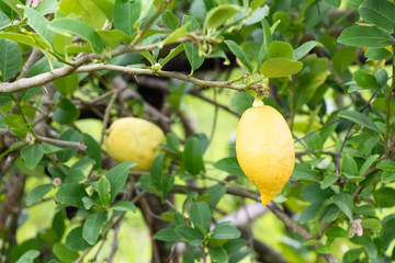 Yellow color of fresh lemon with leaf background