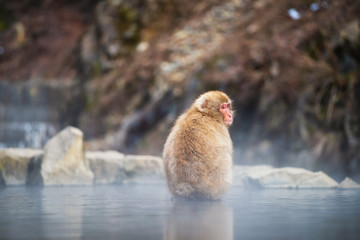Snow monkey in Jigokudani Park, Yamanouchi
