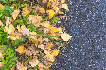 Birch yellow leaves fallen from tree lie on asphalt road on an autumn day.