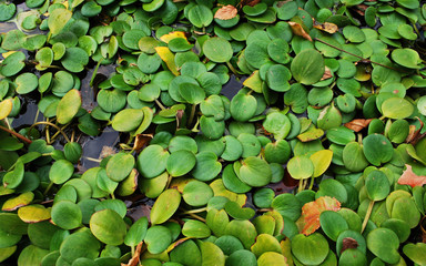 Green leaves on the water