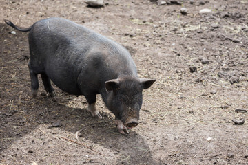 Little black pig walks in corral on farm.
