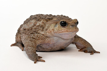 Stachelkröte / Chinesische Stachelkröte (Bufo gargarizans) Asiatic toad / Chusan Island toad