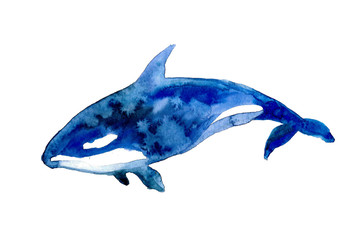 Watercolor whale on the white background