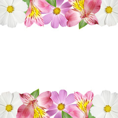 Beautiful floral background of alstroemeria and kosmeya. Isolated