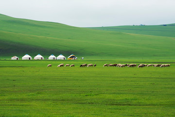 Obraz na płótnie Canvas Autumn grassland scenery of hulunbuir, Inner Mongolia, China