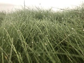 Dewdrops on the green grass, morning field