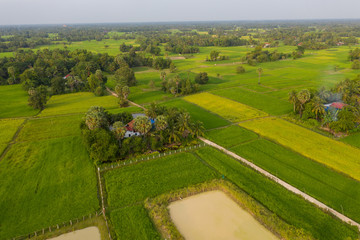 Fototapeta na wymiar A ricefield in the Kampot in the south of Cambodia in Cambodia