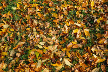Autumn or fall natural background with a carpet of dead leaves from various species of trees fallen over grass in late October , temperate climate