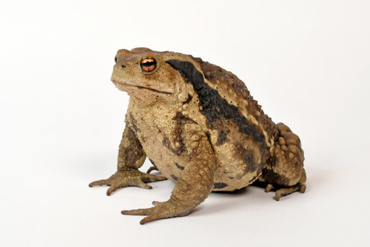 Stachelkr&ouml;te / Chinesische Stachelkr&ouml;te (Bufo gargarizans mangshanensis) Asiatic toad / Chusan Island toad