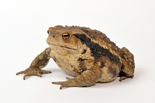 Stachelkr&ouml;te / Chinesische Stachelkr&ouml;te (Bufo gargarizans) Asiatic toad / Chusan Island toad