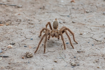 spider