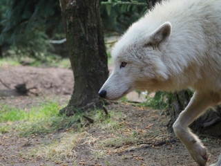Loup blanc. Canis Lupus. De profil.