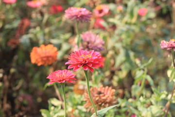 red flowers in garden