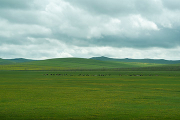 Fototapeta na wymiar Autumn grassland scenery of hulunbuir, Inner Mongolia, China