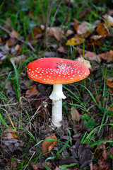 Fly agaric   (  Amanita muscaria  )  in the forest
