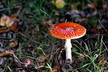 One Fly agaric   (  Amanita muscaria  )  in the forest