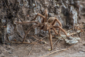 spider