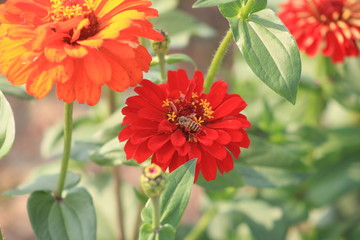 red flower in garden