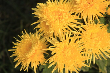  chrysanthemum  flower 