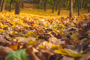 Autumn park landscape - blurred park trees and fallen dry autumn leaves in city park.