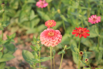 flower in the garden
