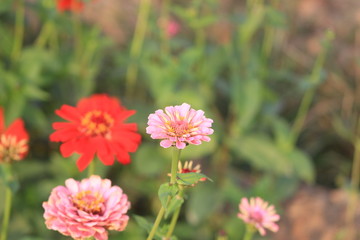 flowers in garden