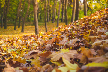 Autumn park landscape - blurred park trees and fallen dry autumn leaves in city park.