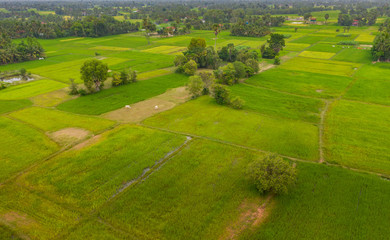 Fototapeta na wymiar A ricefield in the Kampot in the south of Cambodia in Cambodia