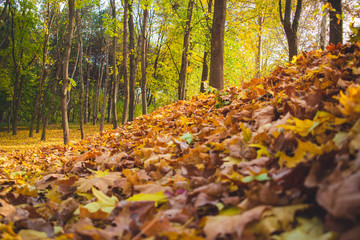 Autumn park landscape - blurred park trees and fallen dry autumn leaves in city park.