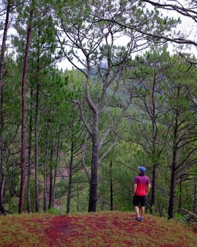 A young man walking under pine trees forest. Bontoc, Mountain Province, Philippines 