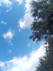Blue sky with clouds and olive tree branch
