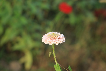 red flower in the garden