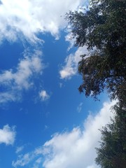 blue sky and clouds  with olive tree branche