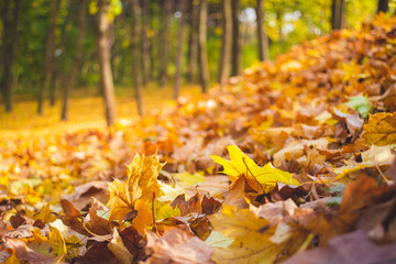 Autumn park landscape - blurred park trees and fallen dry autumn leaves in city park.