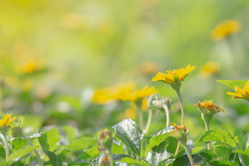 Yellow daisies are blooming on a blurry green background and morning orange light.