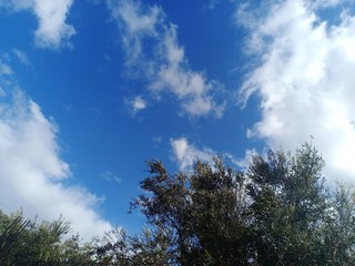 Blue sky with clouds in a sunny day with a branch of olive tree