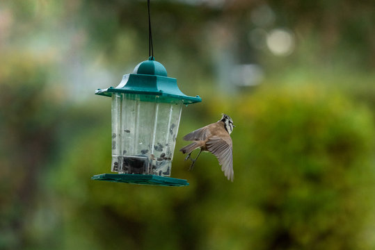 M&eacute;sange Hupp&eacute;e