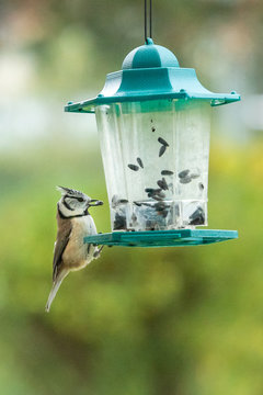 M&eacute;sange hupp&eacute;e